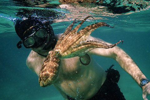 看点你在“我的章鱼老师”中看到手表了吗？