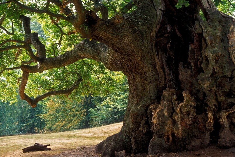 爱彼以Royal Oak为腕表命名，难道表名真的来一棵树？ 答案当然内有乾坤。 故事